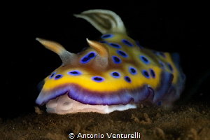 Goniobranchus kuniei_January 2025
(CanonEF100,1/200,f16,... by Antonio Venturelli 